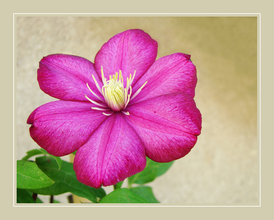 clematis