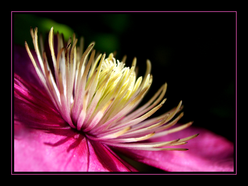 clematis1