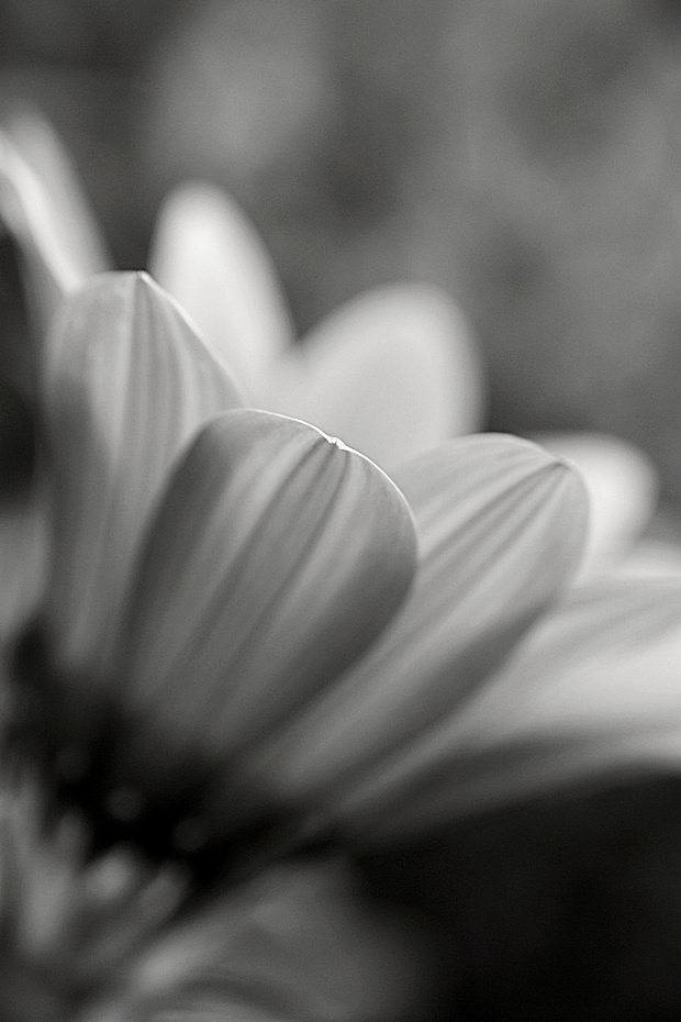 Black and white Gazánie