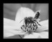 včelka černobílá